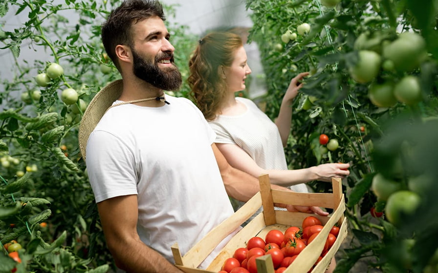 Couple picking organic vegetables for the Hotel