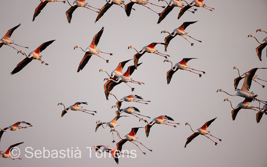 Pájaros volando en el cielo