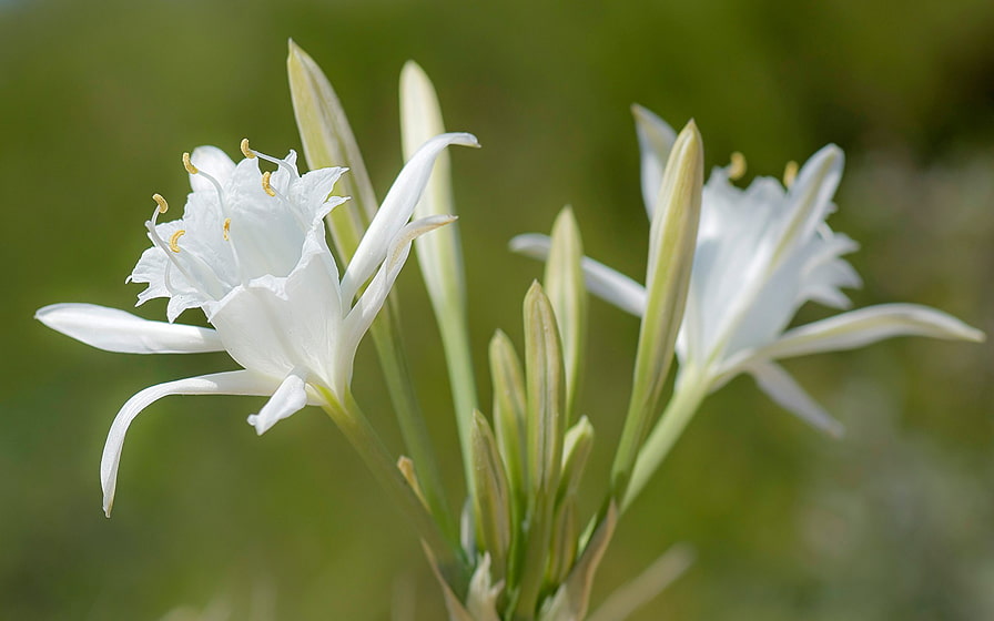 Flores de la Albufera