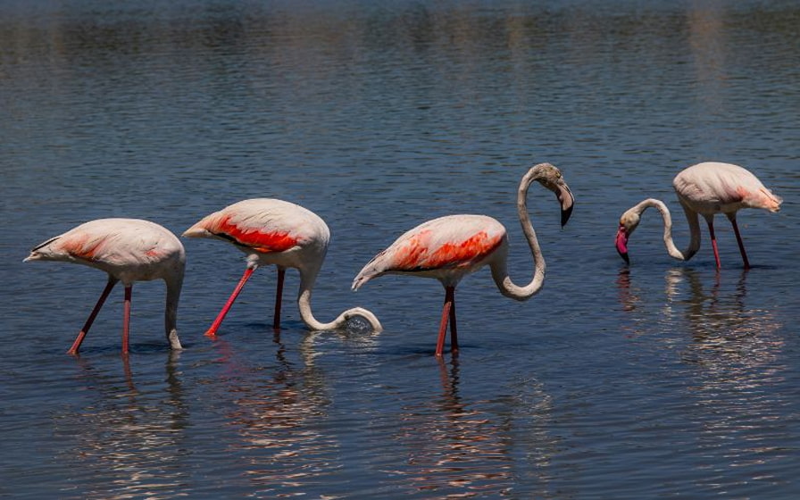 Flamencos en la Albufera de Mallorca