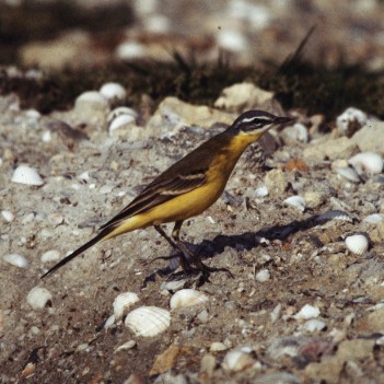 Motacilla flava