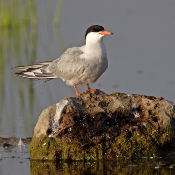 Sterna hirundo
