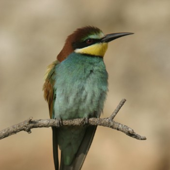 Merops apiaster