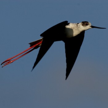 Himantopus himantopus