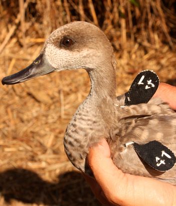 Parque Natural de S’Albufera Parque Naturalde S’Albufera