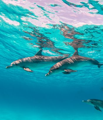 Excursiones en barco Excursiones en barco