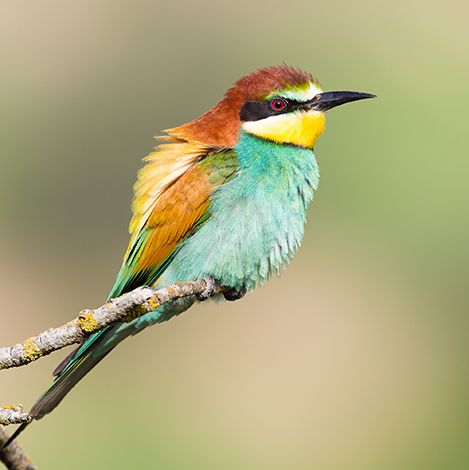 Hoteles para Birdwatchers