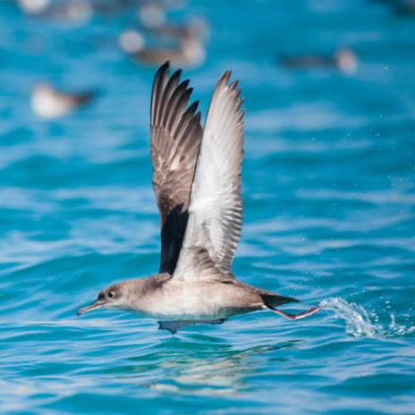 Fauna y Flora Fauna y Flora