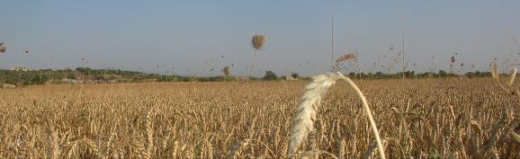 Ruta cicloturista 7 de Playa de Muro al Pla de Mallorca