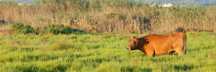 Camí d'Enmig - Ses Puntes